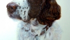 Watercolour pet portrait painting of an English Springer Spaniel. A head and shoulder portrait, looking to the left.