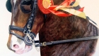 Head & shoulder view of Chestnut a winning brown horse carriage racing horse wearing his black bridle and blinkers with a red prize winning rosette
