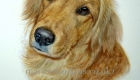 'Bramble' the Golden Retriever is gazing over her left shoulder lovingly with big brown eyes at the viewer. Her colouring is more common in America being deep gold.