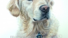 'Bramley' is a Golden Retriever watercolour dog pet portrait. The pose is of his head and shoulders and he is looking to the right of the viewer with large brown eyes.