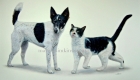 'Dizzie & Ted' Fox Terrier & Cat is a large 20"x30" Watercolour pet portrait. Striking in that both dog and cat are black & white and the best of friends. The captured moment is of the cat 'Ted' nestling his head into the dog 'Dizzie's' neck.