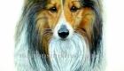 'Henry' the Sheltie is a head & shoulder watercolour pet portrait. Henry is a quiet, gentle character. He is looking directly at the viewer with his ears pricked and the wind ruffling his fur.
