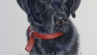 Pet portrait head & shoulder watercolour painting of Black Labrador 'Jasper' looking to the right of the viewer with brown eyes and a red collar
