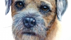 'Ralph' the Border Terrier - a close up of Ralph's face from a larger bespoke watercolour pet Portait with pencil remarques