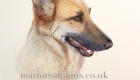Pet portrait head & shoulder watercolour painting of 'Sammy' the German Shepherd side view looking to the right with mouth slightly open